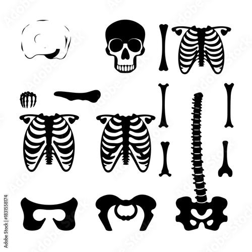 A collection of simplified black skeleton bones scattered on a white background