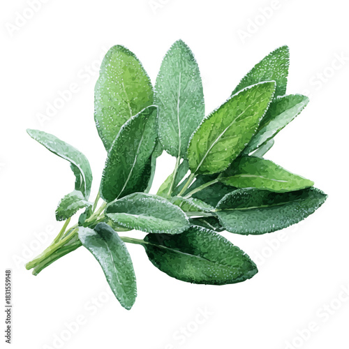 Sage watercolor vector illustration, high-quality artwork isolated on a pure white background.