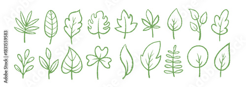 Plant leaves with pastel, crayon or pencil texture. Palm leaf hand drawn green brush illustration.