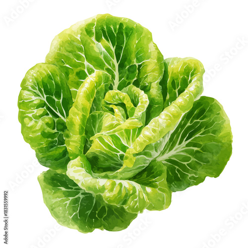 Lettuce Leaf watercolor drawing vector, premium quality illustration on a clean white background.