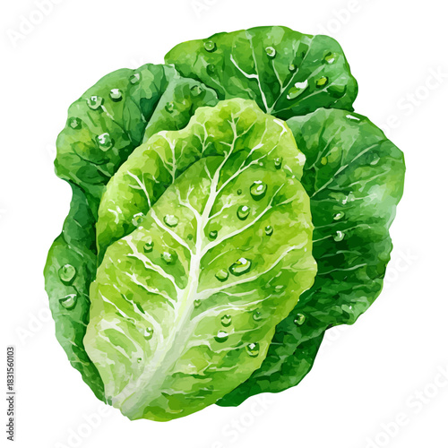 Watercolor Lettuce Leaf vector, artistic painting style, high-resolution illustration on a pure white background.