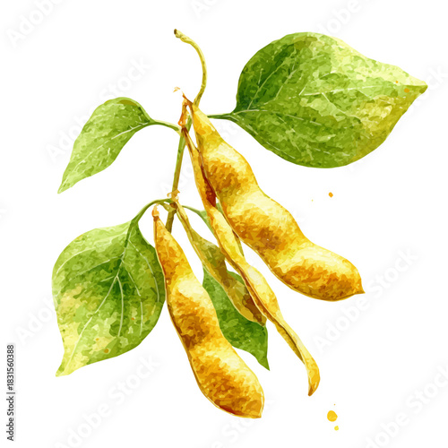 Stylized watercolor Soybean vector, modern artistic illustration with high-quality details on a pure white background.
