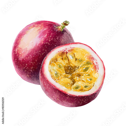 Watercolor Passion Fruit vector, artistic painting style, high-resolution illustration on a pure white background.