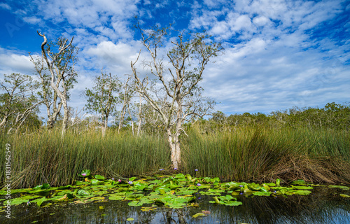 Wide view of wetland with green lily pads, trees, and blue sky forming a peaceful tropical landscape.