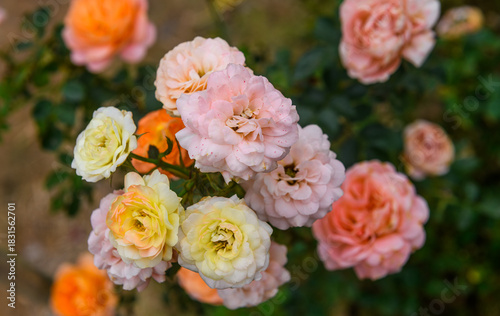 Soft pastel roses blooming in a summer garden.
