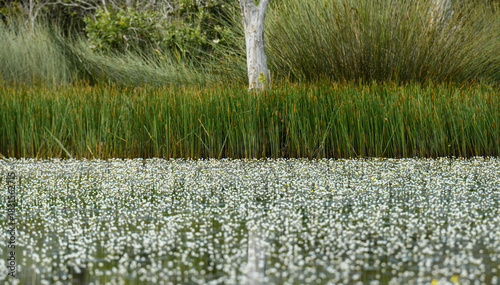 Morning sunlight over a quiet pond filled with hydrilla blooms and green reeds.