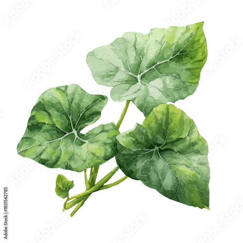 Stylized watercolor Sweet Potato Leaf vector, modern artistic illustration with high-quality details on a pure white background.