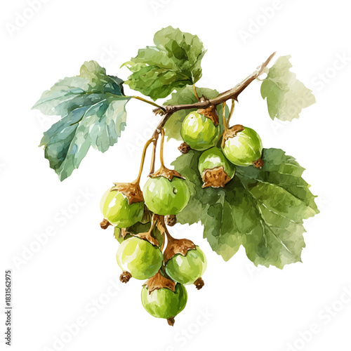 Wild Hazelnut watercolor artwork, high-quality professional vector illustration isolated on a white background.