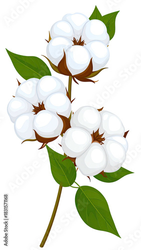 Cotton plant illustration with fluffy white bolls