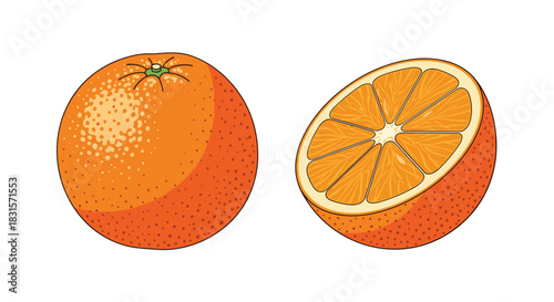 A bright and detailed vector illustration featuring a fresh whole orange and a juicy half-orange with visible segments.