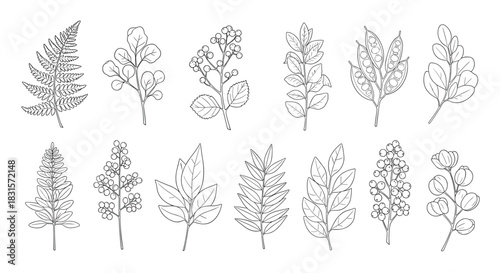 A diverse set of hand-drawn botanical illustrations featuring various leaves, branches, and berries in a line art style.