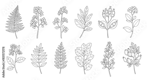 Elegant black and white hand-drawn botanical illustrations showcasing a variety of plants, such as ferns, different leaf types, and floral branches.