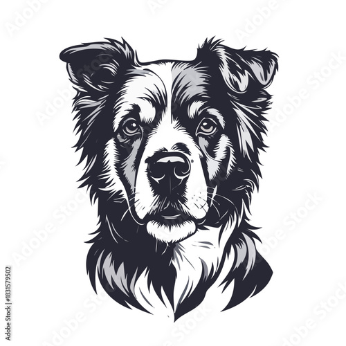 Intense Gaze of a Border Collie Dog Head Portrait.