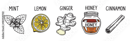 Hand-drawn illustration set of ingredients including mint, lemon, ginger, honey, and cinnamon, depicted in a simple sketch style with handwritten labels for each item