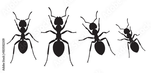 Four black ant silhouettes in various poses showing the insect's anatomy from a top-down perspective in a minimalist graphic illustration style