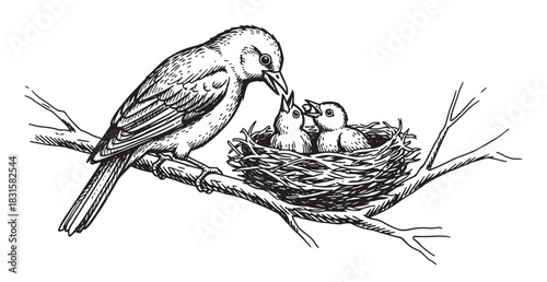Hand-drawn mother bird feeding two chicks in a nest perched on a tree branch, a vintage black and white sketch illustration showing parental care and new life in nature