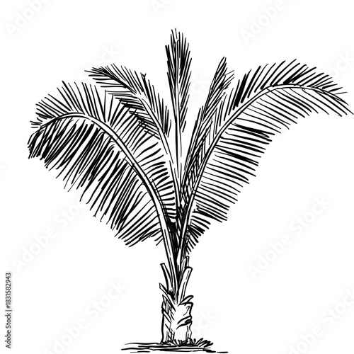 Coconut tree handdrawn illustration⁠
