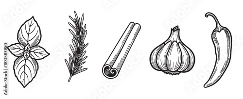 Collection of hand-drawn spices and herbs including basil, rosemary, cinnamon, garlic, and chili pepper in a vintage engraving style illustration set for culinary concepts
