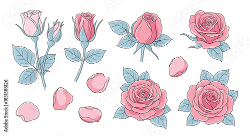 Hand-drawn illustration set featuring elegant pink rose flowers in various stages, from delicate buds to fully bloomed petals, against a white background.