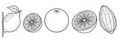 Hand drawn black and white citrus fruits collection including lemon, orange, and citron in a minimalist sketch style, showing whole fruits and cross-section slices in a row