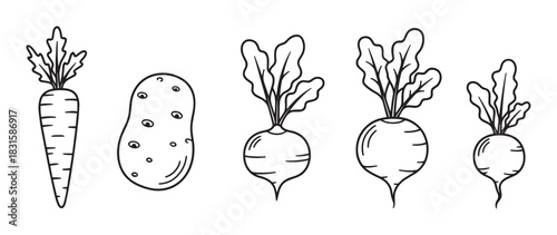 Black and white doodle illustration set of fresh root vegetables with a carrot, potato, and radishes drawn in a simple, clean, and minimalist contour line art style