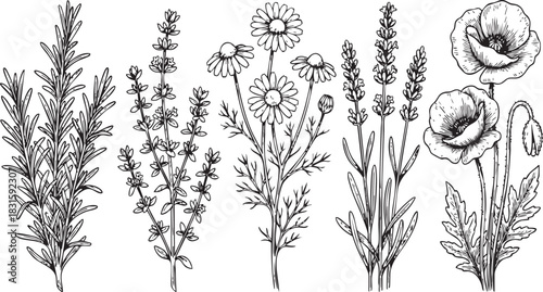 Hand-Drawn Botanical Set of Culinary and Medicinal Herbs Engraving Style