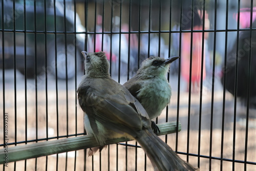 Two small birds confined within a metal wire cage.