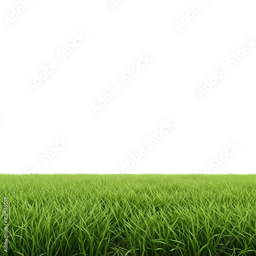 Green Grass on White on transparent background