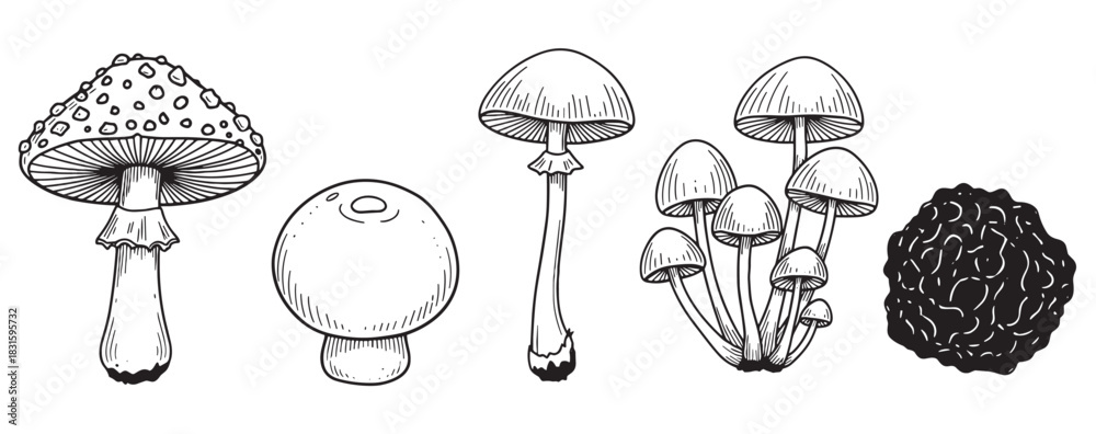 Obraz premium Set of different hand-drawn mushrooms like fly agaric, truffle, and champignon, a collection of fungi illustrated in a detailed black and white vintage engraving sketch style