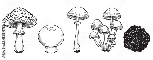 Set of different hand-drawn mushrooms like fly agaric, truffle, and champignon, a collection of fungi illustrated in a detailed black and white vintage engraving sketch style