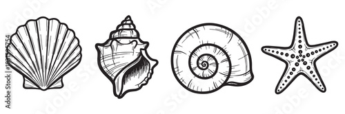 Set of four black and white seashell and starfish illustrations in a simple hand-drawn sketch style, featuring a detailed scallop, conch, and spiral mollusk shell