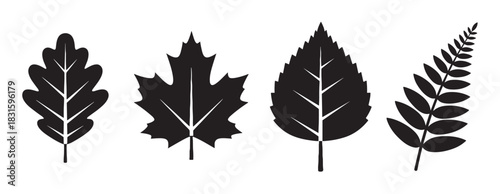Black silhouette icons of four different leaves, including oak, maple, birch, and fern, presented as a minimalist vector set for botanical or seasonal design concepts
