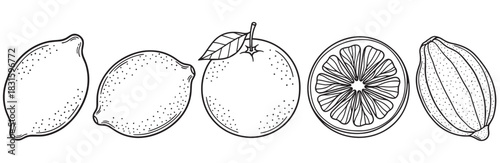 Hand-drawn citrus fruit collection with lemons and an orange, showing whole fruits and a cross-section slice in a minimalist black outline sketch illustration style