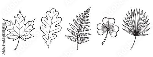 Collection of five hand-drawn leaves including maple, oak, fern, clover, and palm in a clean black and white line art style, representing different types of foliage