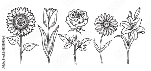 Set of five different garden flowers including a sunflower, tulip, rose, daisy, and lily is illustrated in a detailed black and white hand-drawn sketch or line art style