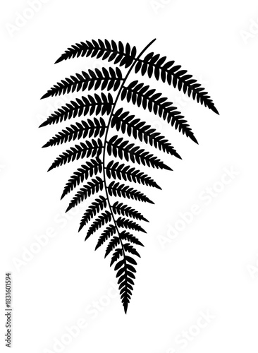 Elegant fern silhouette for nature lovers seeking organic design elements