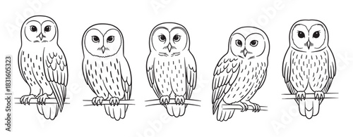 Set of five hand-drawn barn owls perched on branches in a simple black and white line art style, a cute and minimalist collection of bird character illustrations