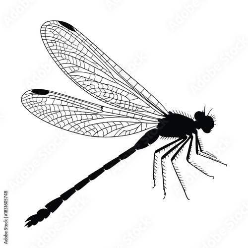 Damselfly in mid-flight Vector, Silhouette, Illustration