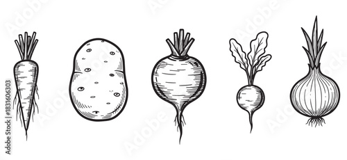 Set of hand drawn root vegetables including a carrot, potato, beetroot, radish, and onion in a vintage black and white sketch style with detailed line work and hatching