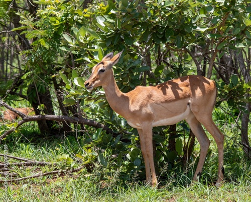 Fotografía A young impala ewe skulks in a thicket in the Kruger National Park in South Afri