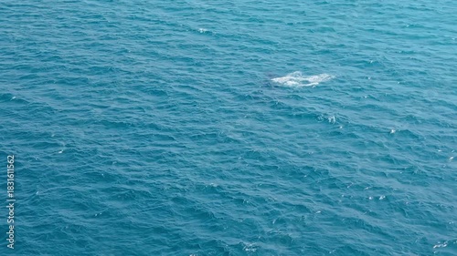 Wallpaper Mural Fixed drone view as humpback calf surfaces repeatedly and practices small breaches. Torontodigital.ca