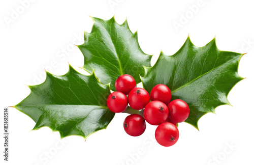 Vibrant red holly berries with prickly green leaves isolated on transparent background