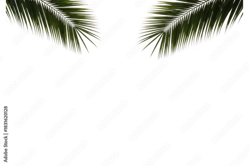 Fototapeta premium Green tropical palm leaves framing top, natural foliage decor isolated on transparent background