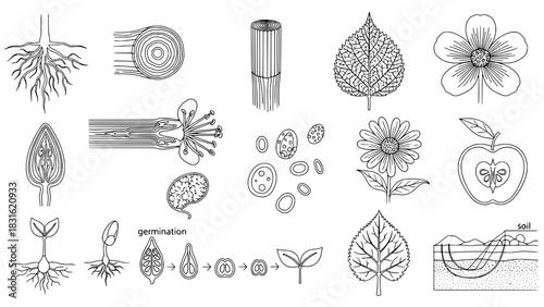 Detailed Botanical and Biological Outline Diagrams: Roots, Leaves, Flowers, Seeds, Cells, and Germination Stages