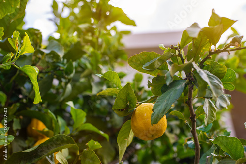 Close-up view of a lemon hanging from a tree on Crete Island. The bright yellow lemon, with its slightly rough texture, stands out amidst the lush green leaves that surround it.