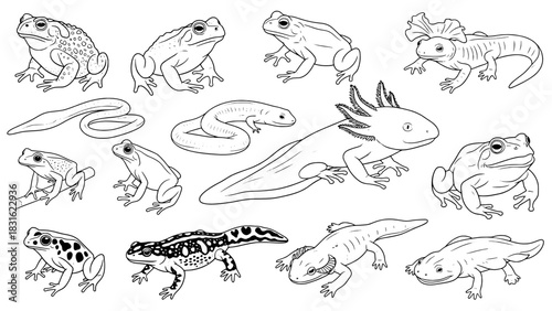 Fourteen Black Outline Amphibian and Reptile Line Art Illustrations on White Background