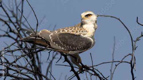 Juvenile Black-winged Kite (Blouvalk) in Rietvlei Nature Reserve, Pretoria, Gauteng, South Africa