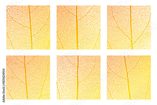 Leaf vein cell skeleton texture abstract background set with close up plant leaf cells structure pattern vector illustration. Macro orange leaf vein skeleton organic lattice natural foliage texture.