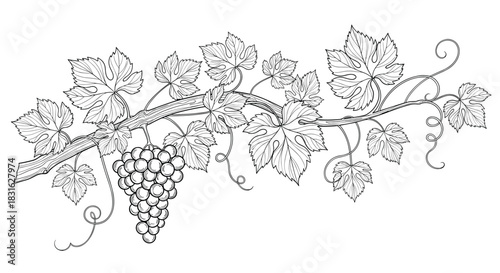 Vintage engraving style illustration of a grapevine with a bunch of grapes and detailed leaves on a winding branch.