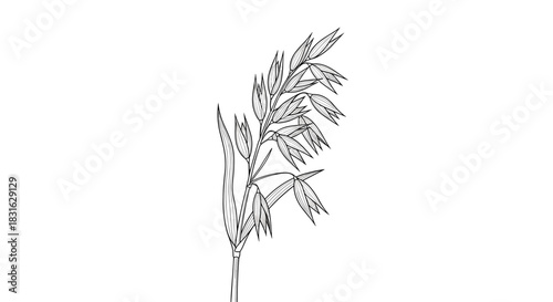 Detailed black and white hand-drawn sketch of an oat plant stalk in a vintage botanical engraving style illustration.